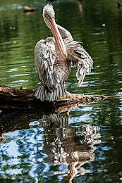 模拟经营游戏《我的幻想乡》正式登陆Steam